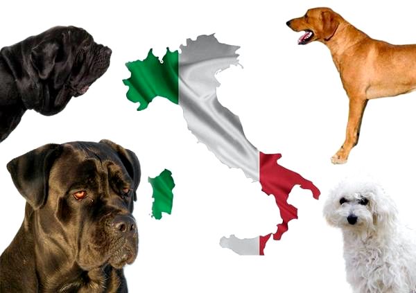 Итальянские породы собак - ТОП 10!