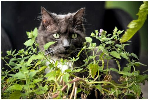 Кот за растением