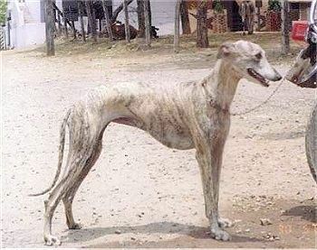 Индийский Список Пород Собаки - Индийская Порода Собаки: Борзая Rampur