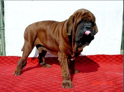 Список индийских пород собак - Индийская порода собак: Кумаон мастиф