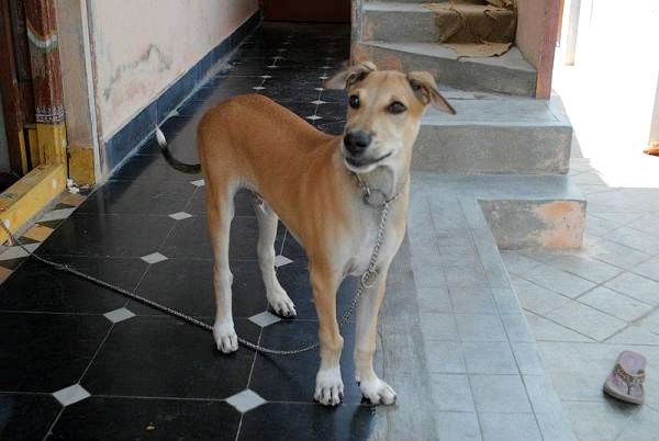 Список пород индийских собак - Индийская порода собак: Пандикона
