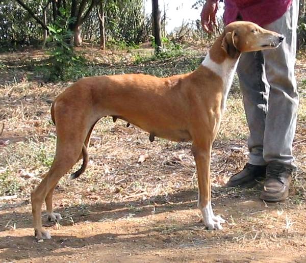 Список индийских пород собак - Индийская порода собак: банджарская борзая