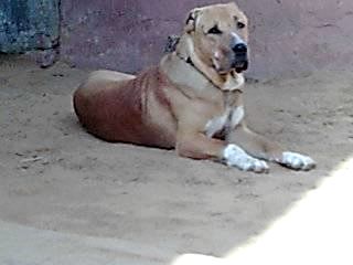Список индийских пород собак - Индийская порода собак: Bully Kutta