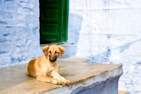 Список индийских пород собак: Индийская порода собак: Пария Индийская собака