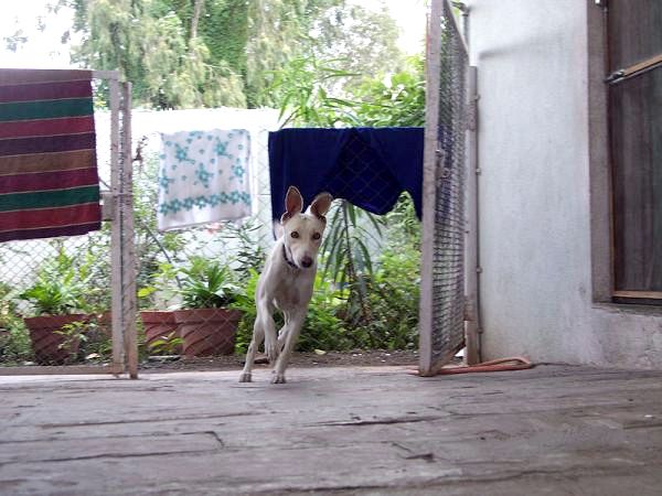 Список индийских пород собак - Индийские породы собак: Chippiparai