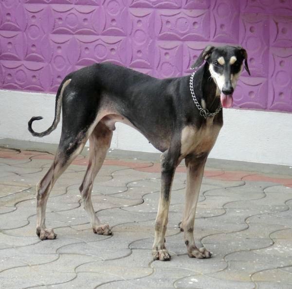 Список индийских пород собак - Индийская порода собак: Канни