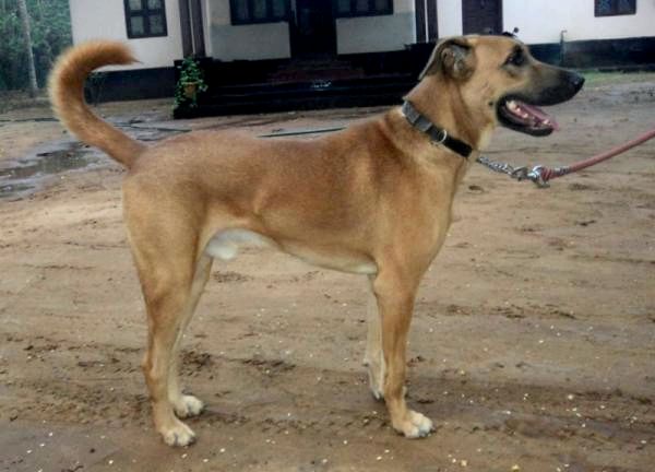Список индийских пород собак - Индийская порода собак: Комбай