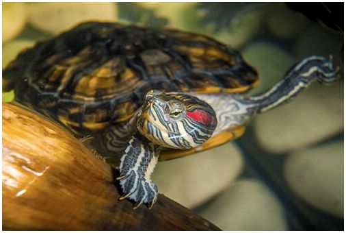 Водные черепахи: почему они сложные домашние животные?