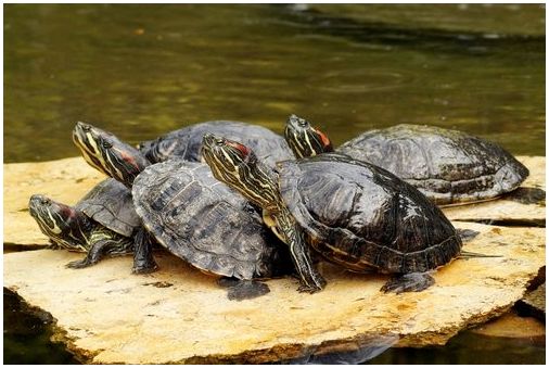 5 водных черепах отдыхают на плоской скале.