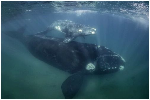 Два вымерших кита под водой