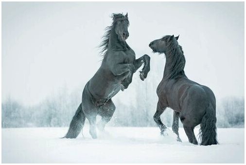 Две лошади используются для телевизионной рекламы.
