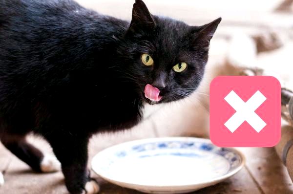 10 мифов о ложных кошках