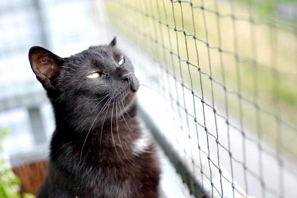 10 ложных мифов о кошках - 3. Черные кошки приносят несчастье: МИФ