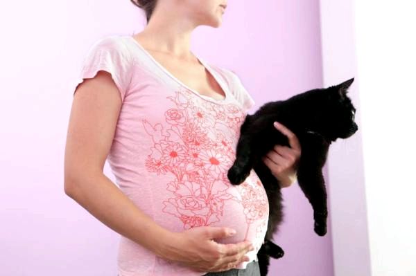 10 ложных мифов о кошках - 5. Беременные женщины не должны иметь кошек: МИФ