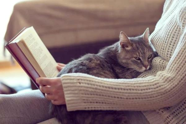10 ложных мифов о кошках - 7. Кошки не заботятся о своих хозяевах: МИФ
