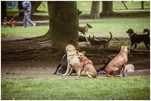 Автор: Juanedc Собаки в парке.