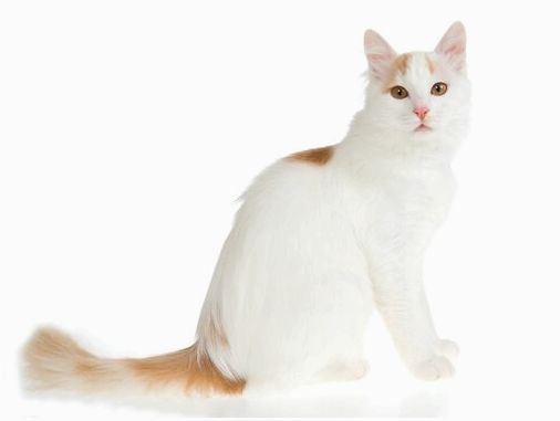 Турецкий ван - одна из крупнейших пород кошек
