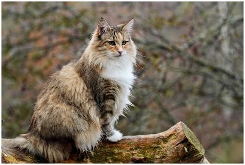 Норвежская лесная кошка - одна из крупнейших пород кошек