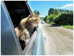 Кот в машине.