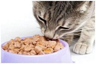 Кошка ест миску мокрой пищи.
