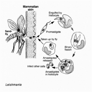 Лейшмания - это тип одноклеточного паразита.