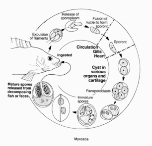 Myxozoans являются одноклеточными паразитами.