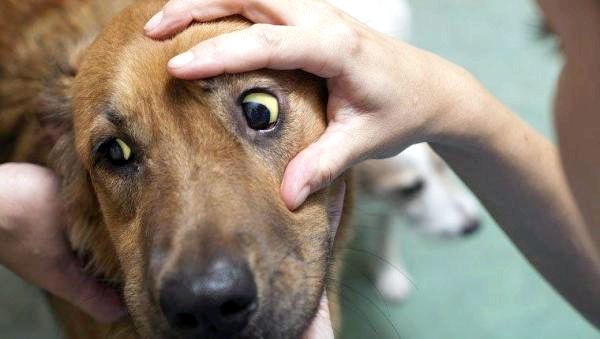 Гемолитическая анемия у собак: симптомы гемолитической анемии у собак