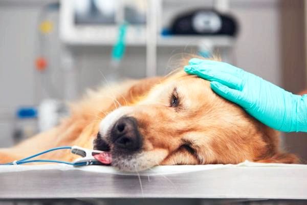Гемолитическая анемия у собак: как лечить гемолитическую анемию у собак