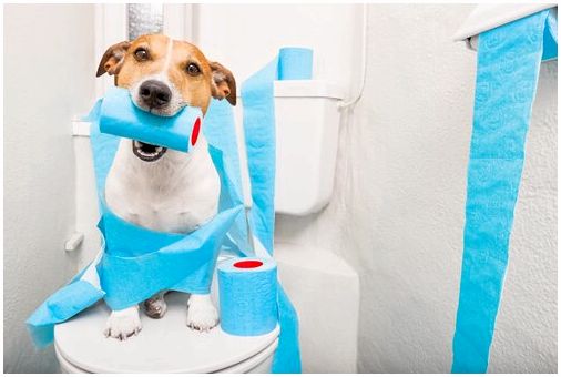 Гигиенические привычки: тренировка для вашей собаки