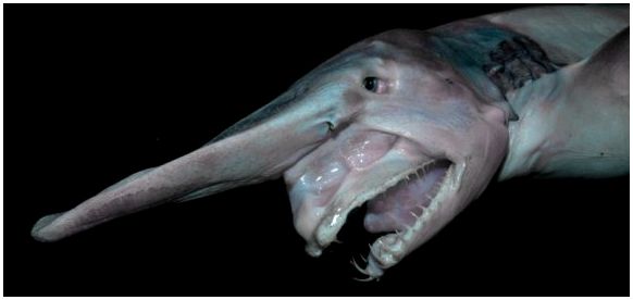 Гоблинская акула: среда обитания и факты