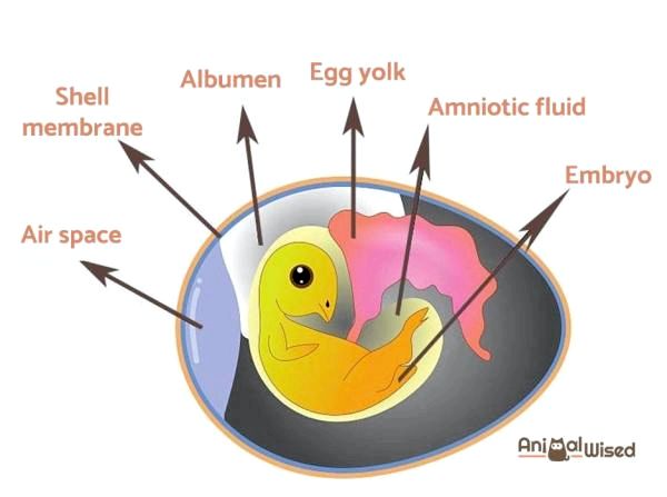 Как размножаются цыплята? - части оплодотворенной яйцеклетки