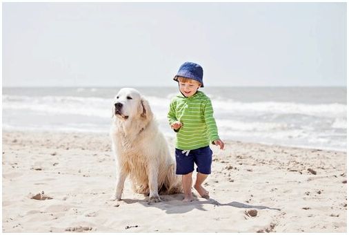 Пляж - отличное место, чтобы весело провести время с вашей собакой летом.