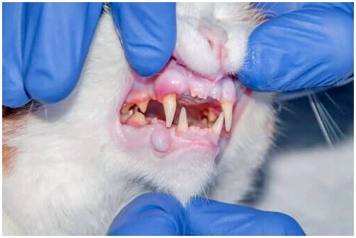 Ветеринар смотрит на зубы кошки.