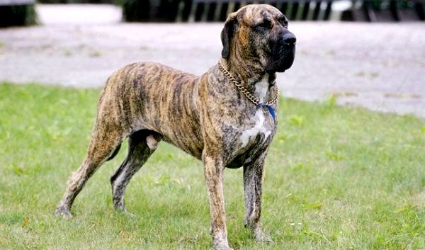 Самый большой список больших пород собак - бразильская порода крупных собак - бразильский мастиф