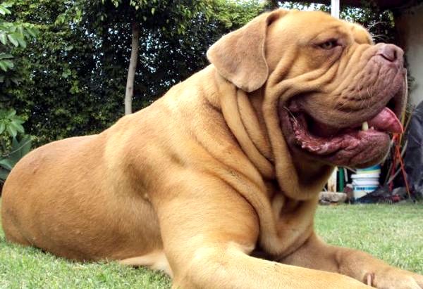 Самый милый большой список пород собак - Старая большая порода собак: Dogue De Bordeaux