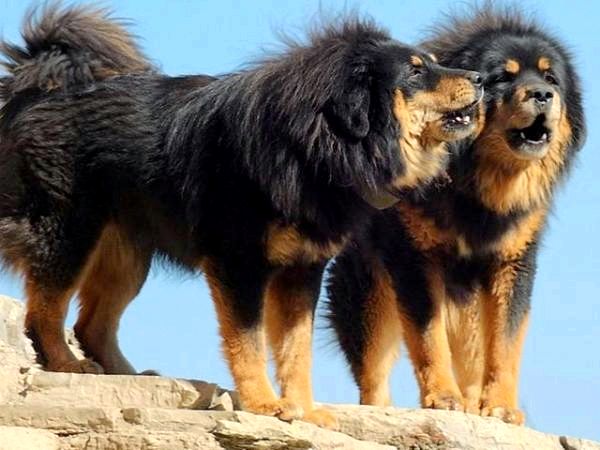 Самый большой список больших пород собак - Большая порода собак: тибетский мастиф