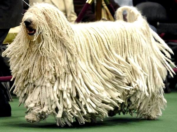 Самый большой список больших пород собак - большие породы собак, которые не теряют: Комондор