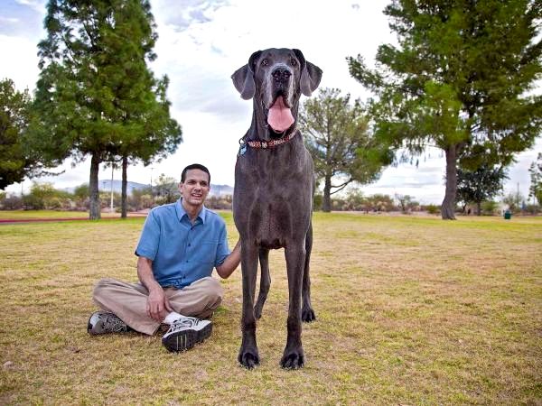 Самый большой список больших пород собак - Very Large Dog Breed - Great Dane