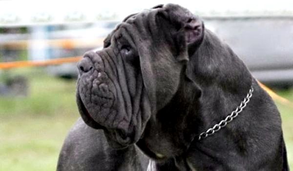 Самый большой список крупных пород собак: большие породы короткошерстных собак: неаполитанский мастиф