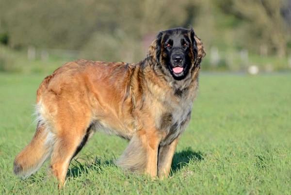 Самый большой список больших пород собак - Гигантские породы собак: Леонбергер