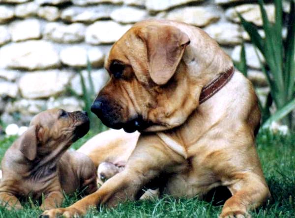Самый большой список крупных пород собак: крупная порода собак в Японии: Tosa Inu