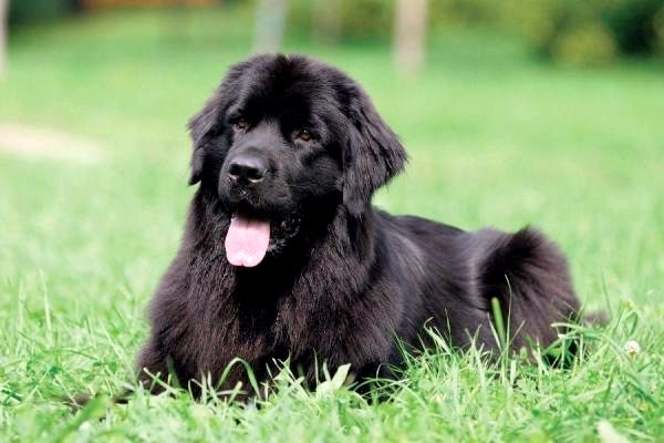 Самый большой список больших пород собак - Cutest Big Dog Breed: Newfoundland