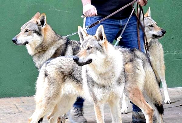 Самый симпатичный список больших пород собак - Редкая большая порода собак: чехословацкий волк