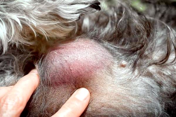 Опухолевая опухоль у собак: симптомы, прогноз и лечение