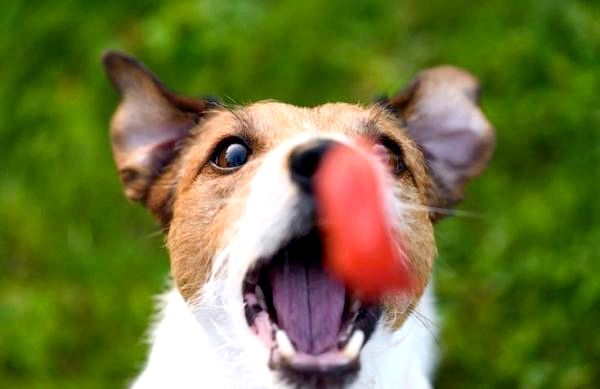 Могут ли собаки есть помидоры?