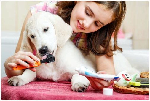 Натуральные средства для предотвращения и устранения образования зубного камня у собак