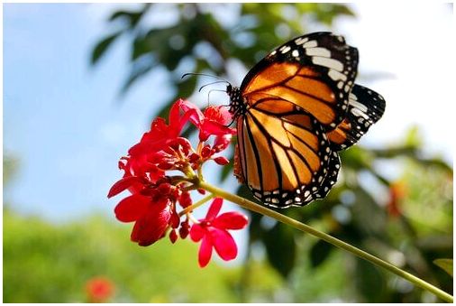 Невероятная одиссея бабочки монарха