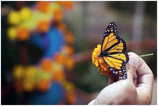 Бабочка монарх на цветке.