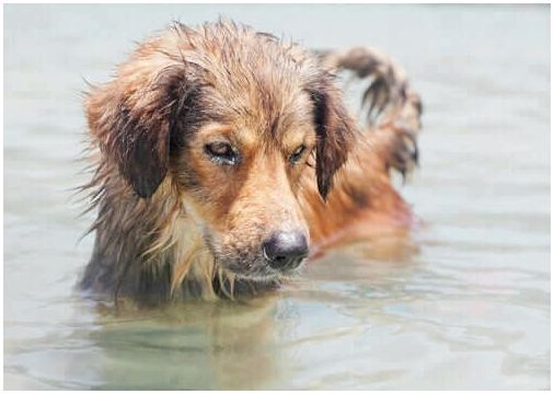 Отравление морской водой: опасна ли морская вода для собак?