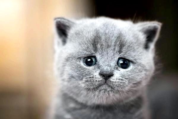 Почему кошка все время плачет?
